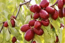 姥姥家的大枣树，甜美的回忆图片