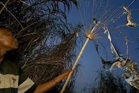 燕子数量少了？穿过西亚横跨非洲去南非过冬，结果被端上了餐桌图片