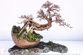 盆景出不出彩还得看配件图片