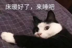 猫咪表情包合集：你的小可爱已提刀在来的路上图片