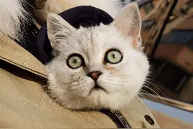 小猫咪的眼睛由蓝色变成了豆绿色图片