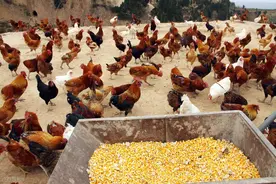 在养殖过程中，经常在饲料里面添加这三种，鸡群少生病，抵抗力高图片