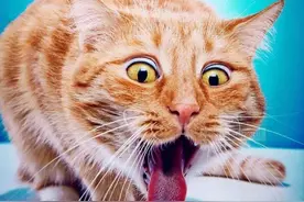 猫咪毛球症，症状有哪些？图片