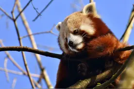 小熊猫，就问你萌不萌！图片