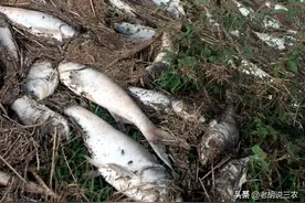 为啥在鱼塘里严禁投放香椿叶、黄姜等5种物质？我们来看看图片