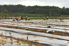 大安镇新蒙:种植五指毛桃 打造特色产业图片