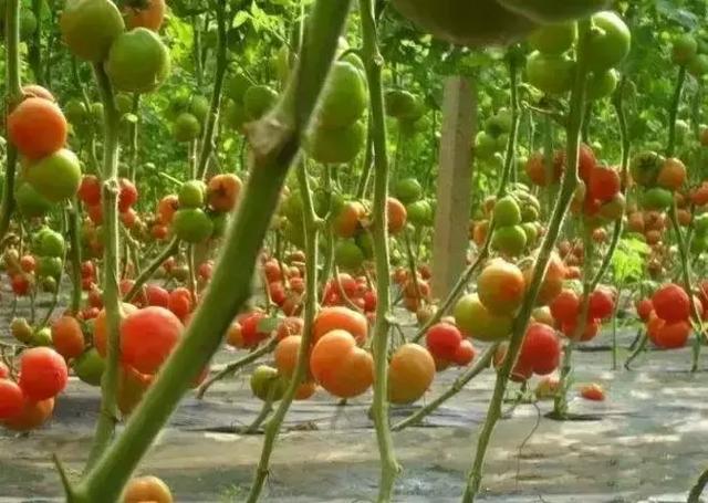 生物刺激素是激素吗？二者有什么区别呢？