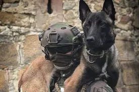 警犬界的新秀：马犬，一只让人不敢养的狗图片