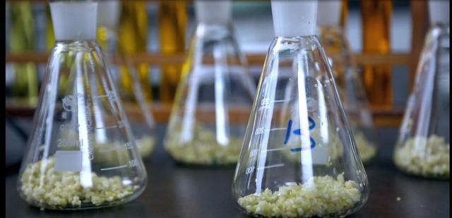 到底什么是三腌三榨