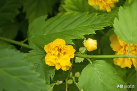 花卉摄影：重瓣棣棠花图片
