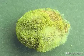 黄曲霉菌，人类健康杀手！冰箱冷藏食物不再安全了吗？图片