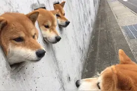 墙上的三只柴犬，走红后成了“景点”，院内生活很有情调图片
