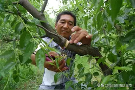 果树砍一刀，产量翻倍高，“砍一刀”是什么意思，有何科学道理？图片