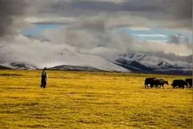 青藏高原上仅存的冰期动物——牦牛图片