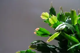 蟹爪兰秋季要怎么养，购买有什么要注意的，简单给大家分析一下图片