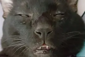 一只猫的睡相能有“多丑”？网友：这些猫我不敢吸图片