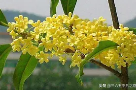 “桂花门前栽，贵人立门内”这4个地方不宜栽桂花树，答案来了图片
