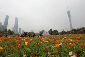 惊蛰前的广州美翻啦！除了花，还有超美的“雨水”视角图片