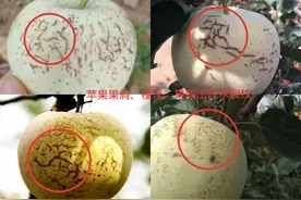 夏季高温潮湿苹果水裂纹频发？了解病因，防治并举才能高质、丰产图片