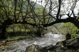 陕南旅游时，我遇到的25棵奇树，非常罕见，值得一看图片