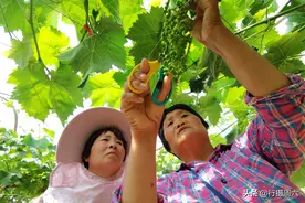 山西美女种葡萄，请来云南帮工1人1天赚1000元，算账方法奇葩图片