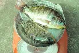 脆肉罗非鱼：除去腥味，价格翻了3倍，这条鱼究竟贵在哪？图片