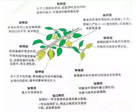 妞嶇墿缂虹礌鍘熷洜鍙婄己绱犵棁鐘跺鐓ц〃