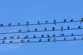 壮观！吉安泰和万燕齐飞，“夜宿”电线媲美五线谱图片