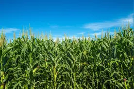 玉米地里的惨案图片