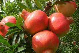 俗语“东榴金西榴银，南榴北榴出贵人”，石榴这么好如何种呢？图片