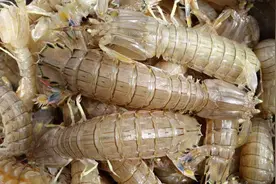 吃皮皮虾，有人清蒸，有人水煮，老渔民：都不对，教你正确的做法图片