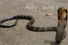 1天3起！江西最近多地蛇出没！大家千万小心图片