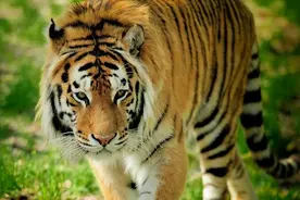 珲春珍稀野生动物图鉴 | 虎啸猿啼 落雁沉鱼图片