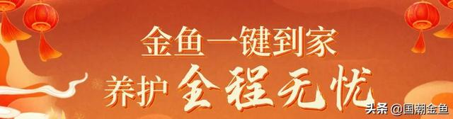 只管放心吃！照顾的事儿交给金鱼管家