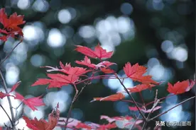 “红花配绿叶”，在那些亦花亦叶的植物中，却是合二为一图片
