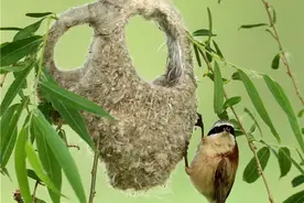 一起来看看“建筑大师”中华攀雀的家吧，太精美了，有艺术范儿图片