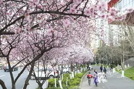近300处优质赏花地点和干道 最全的山城赏春花地图来啦图片