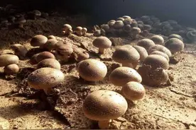 香菇栽培并不高端，掌握几个关键点，你也能种植它图片