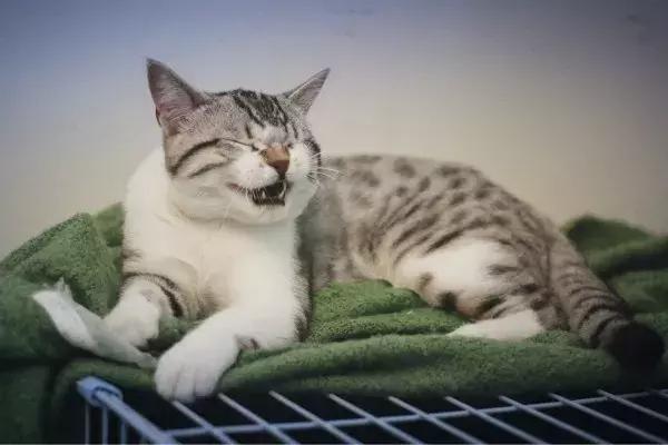 猫咪无菌性膀胱炎，结石、尿血...针对这些疾病宠物医生这么说