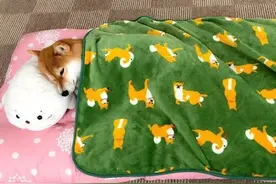 你可能不知道这些食物也许会要了柴犬的命图片