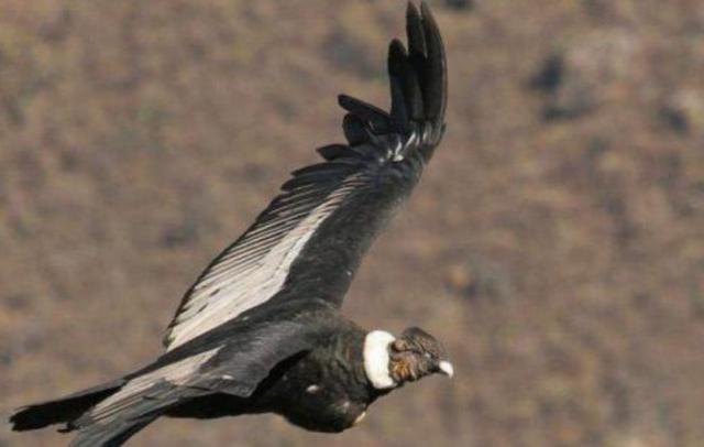 都是最具有威胁力的,而狮子与老虎,一个是百兽之王,一个是草原之主,两