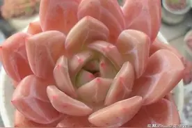 养多肉香槟，了解掌握几个要点，红彤彤很可爱，养一盆便入坑图片