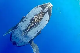 一文认识鲸鱼身上的“牛皮鲜”，好吃但又有强大危害力的藤壶图片