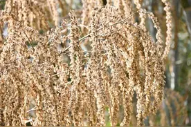 “竹子开花，马上搬家”！为何竹子开花，会被视为不详的征兆？图片