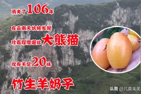 重大发现：消失了106年，在云南天坑被发现，不是羊奶果猜猜是啥图片
