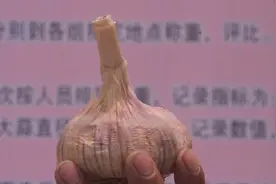 快来看！邯郸大名首届“蒜王”有多大？图片
