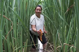 你吃过锦鲤吗？这种红鲤鱼，只在茭白田里才有，有人说不能吃图片