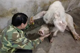 猪坚强因年老衰竭去世，原主人：有不舍，但想到一只猪能活到这个岁数，也是个心理安慰图片