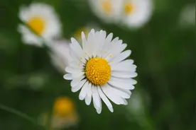 天真灿烂的小雏菊，一定要自己种，满屋的温暖和明媚图片