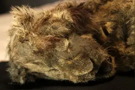 4.3万年前洞狮尸体被发现，保存完好！这种史前狮子长什么样？图片